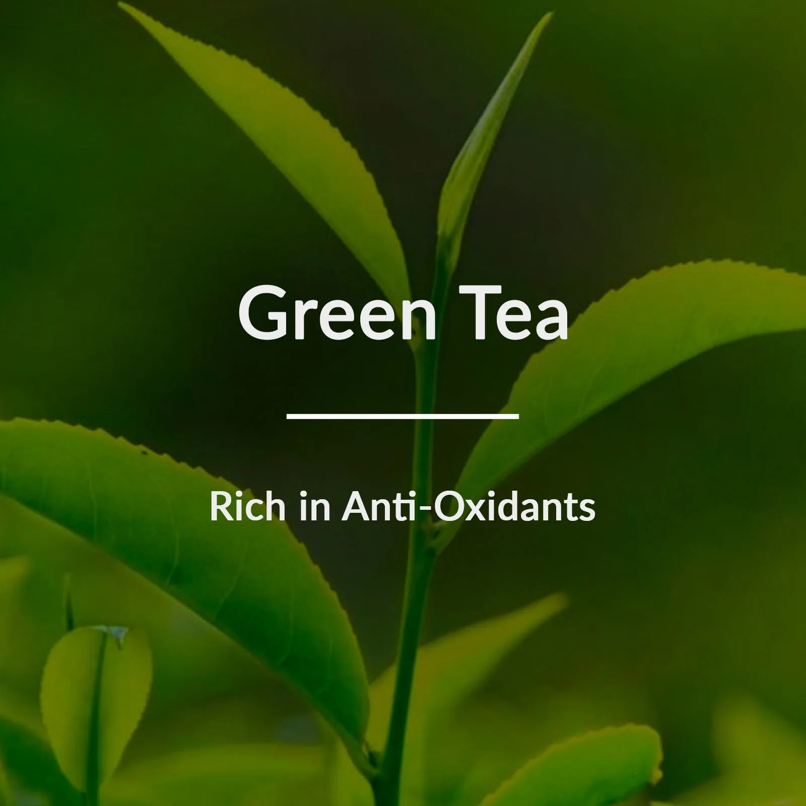 Natural Green Tea HydraDetox Glow Boosting Day Crème SPF 20